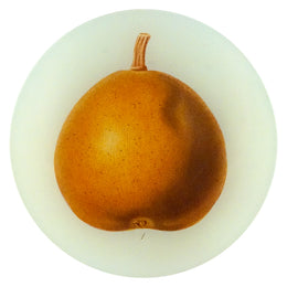 Orange d'Hiver (Fruits) - FINAL SALE