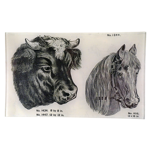 Cow and Horse