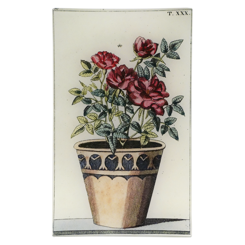 Potted Rose