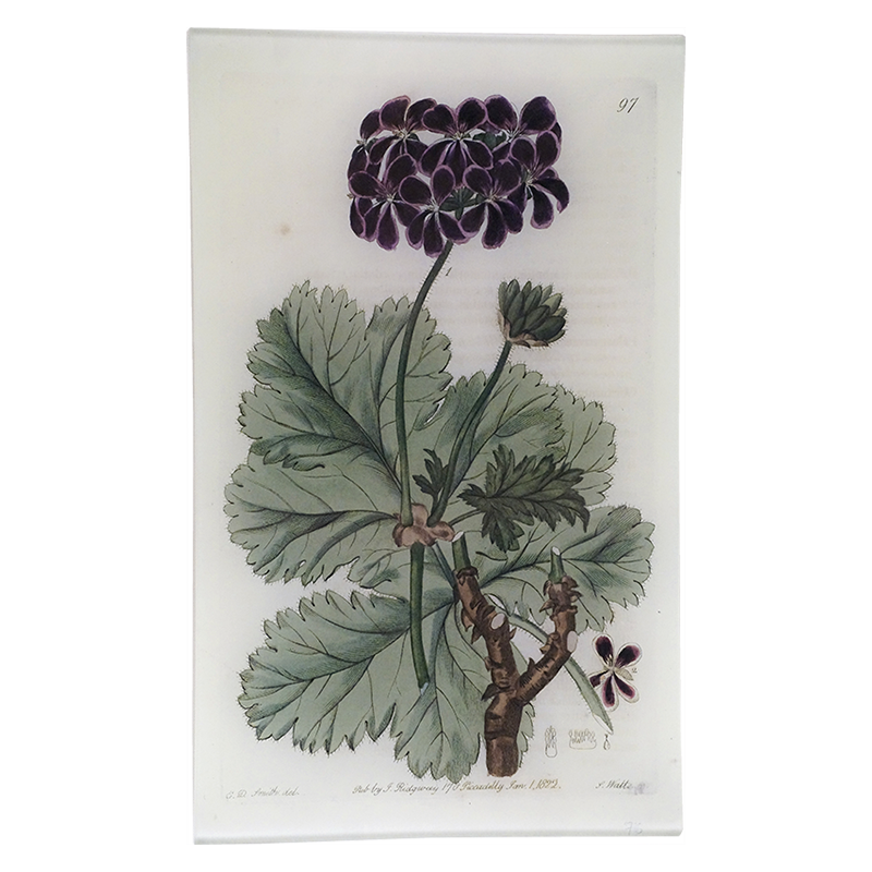 Purple Geranium
