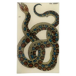 Snake XXXIV