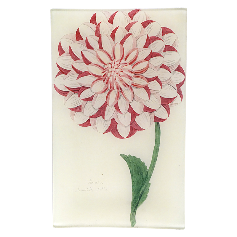Harris's Dahlia