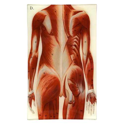 Muscles - FINAL SALE