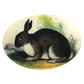 Rabbit