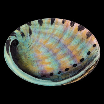 Abalone (Inside)