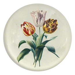 3 Tulips - FINAL SALE