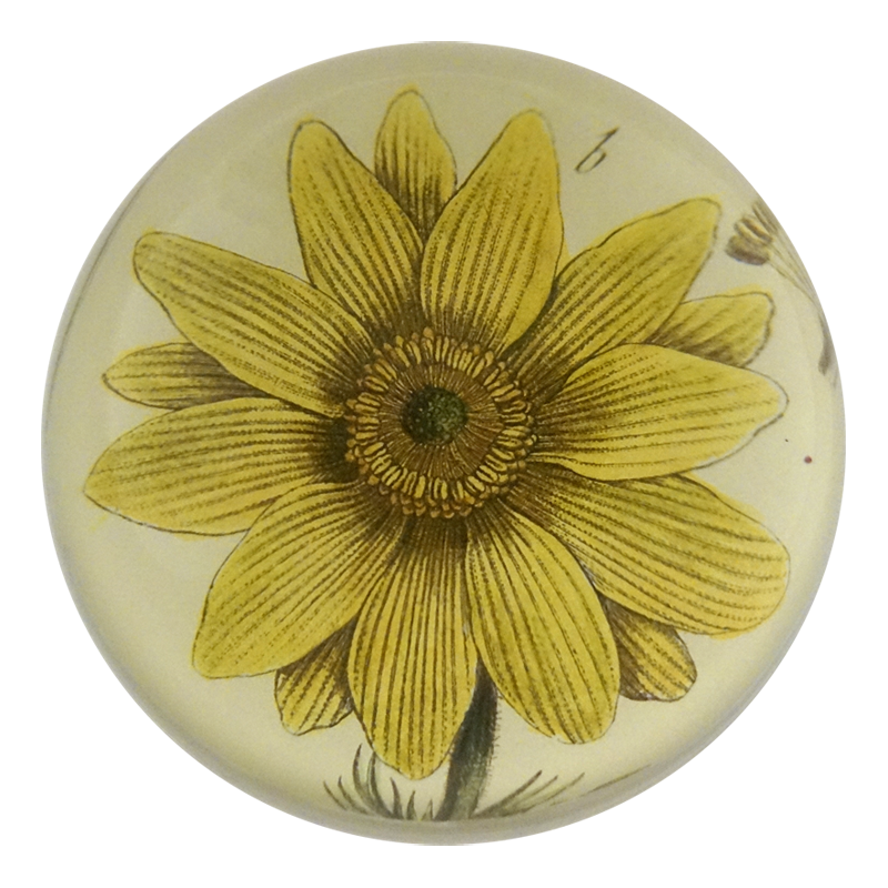 Adonis Vernatis