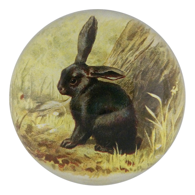 Black Bunny