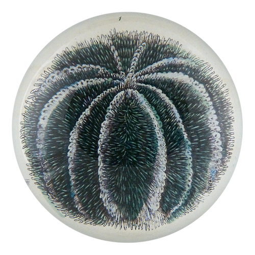 Blue Sea Urchin