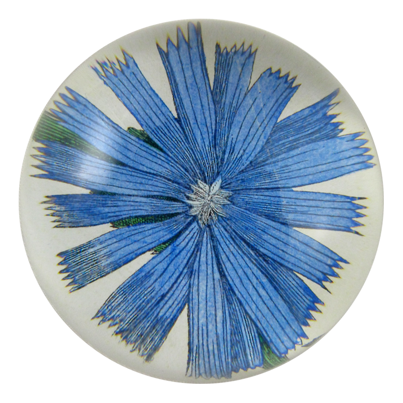 Chicory