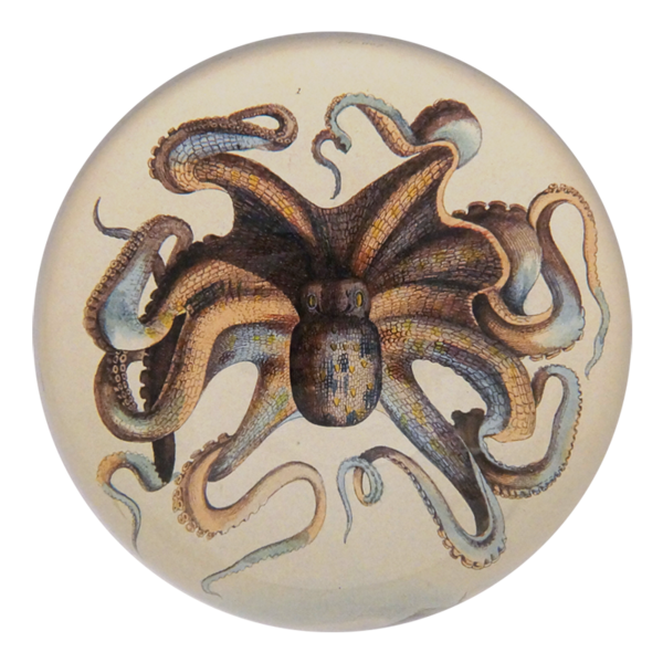 Octopus