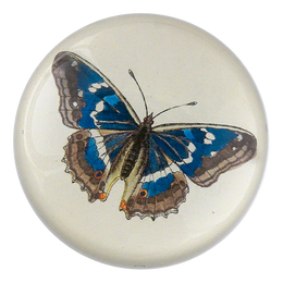 Papilio N. Iris