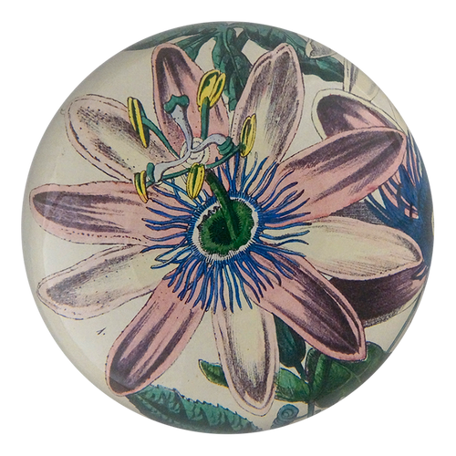 Passion Flower 1858