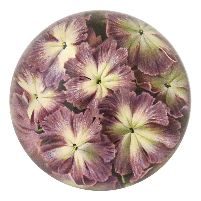 Primula Cortusoides
