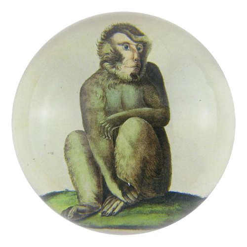 Quiet Monkey - FINAL SALE