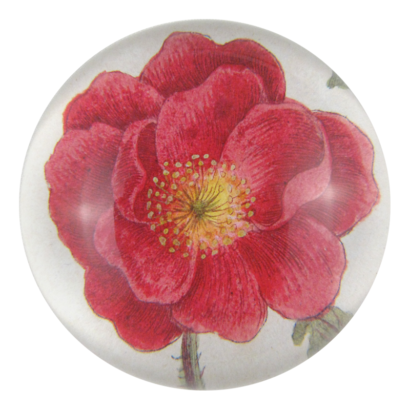Rosa Rubra