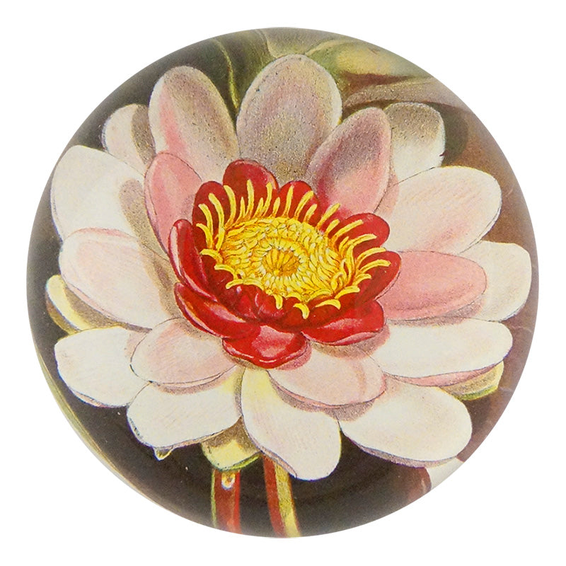 Rose Coloured Water Lily