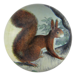 Squirrel (on Branch) -  FINAL SALE