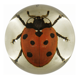 Red Ladybug - FINAL SALE