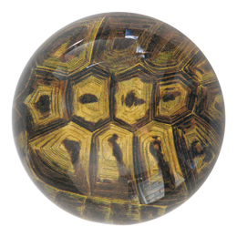 Tortoise - FINAL SALE