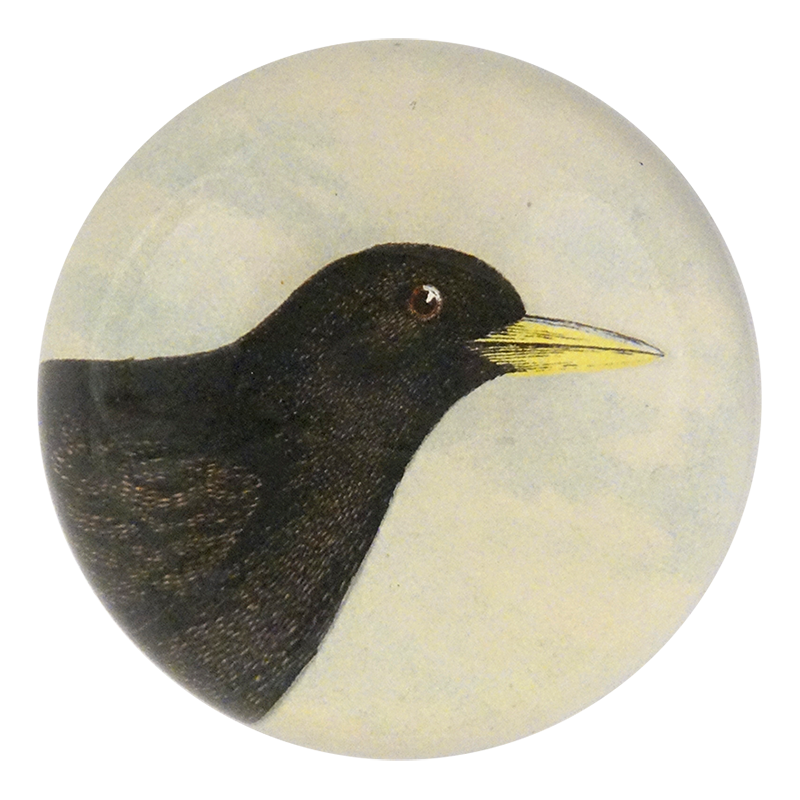 Alpine Chough