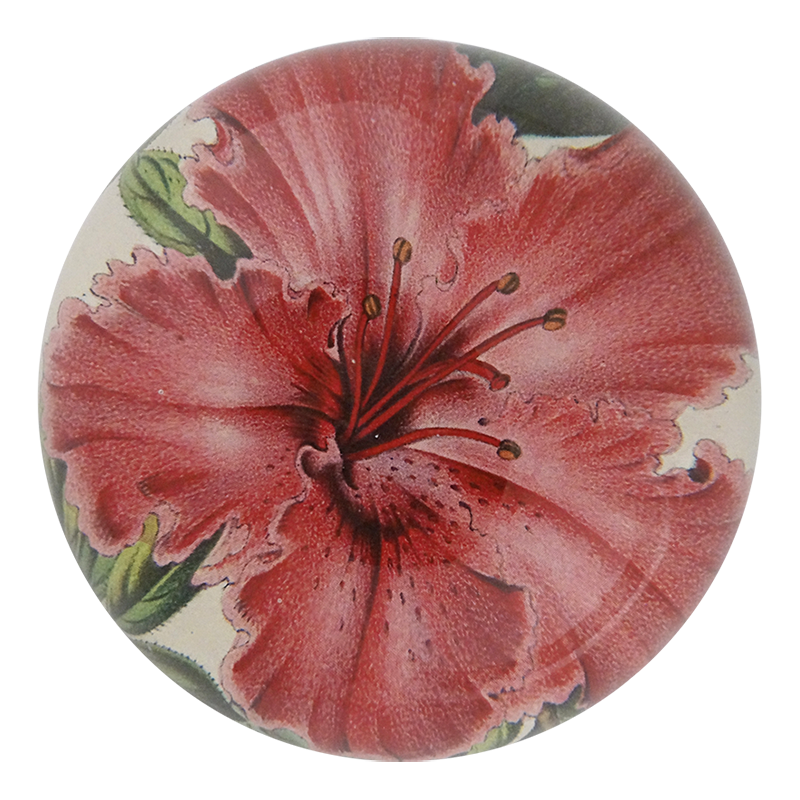 Azalea Indica