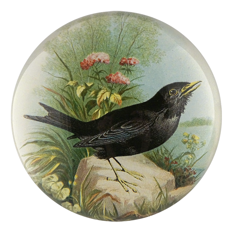 Blackbird