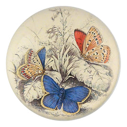 Copper & Common Blue Butterflies (Entomology)