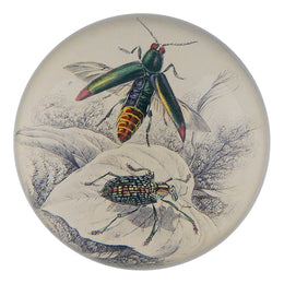 Entomology II - FINAL SALE