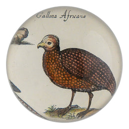 Gallina Africa - FINAL SALE