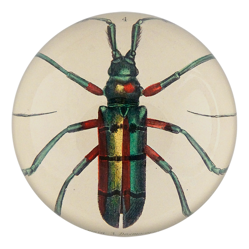Green Red Beetle (Lamia tricincta)