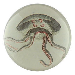 Jellyfish  - FINAL SALE