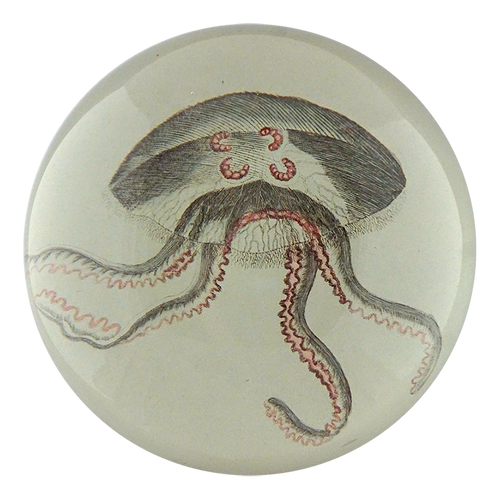 Jellyfish  - FINAL SALE