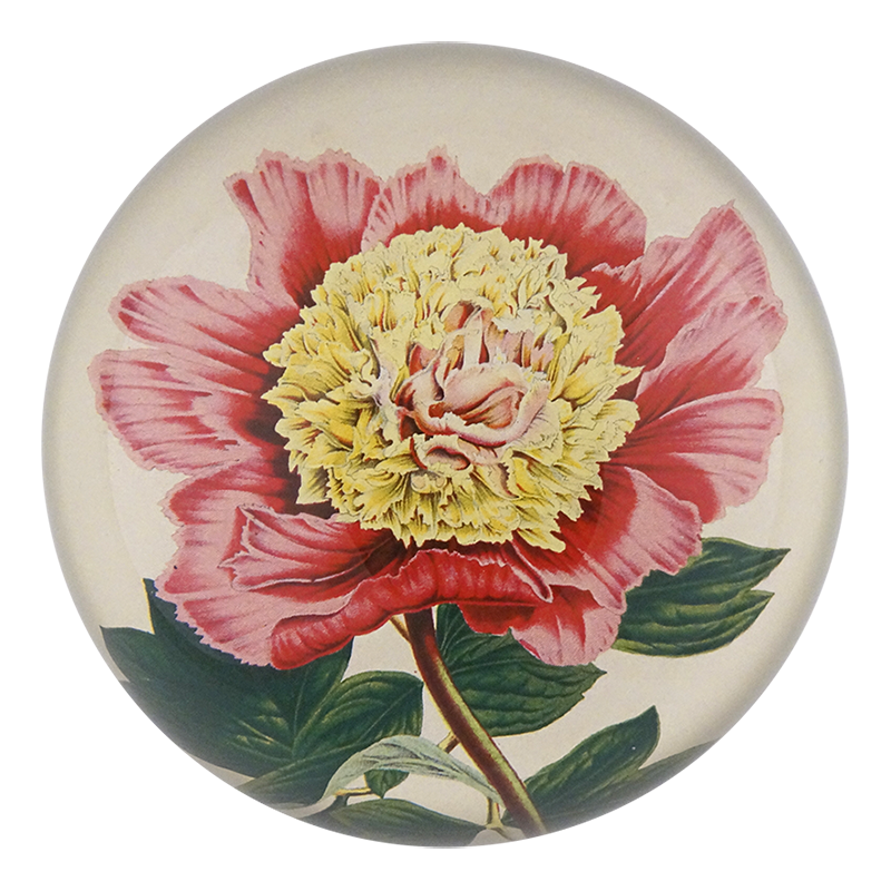 Peony Albifl