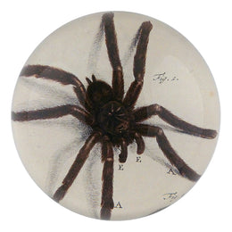 Fig. 1 Spider