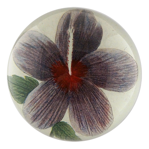 Violet Hibiscus