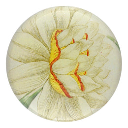White & Yellow Narcissus - FINAL SALE