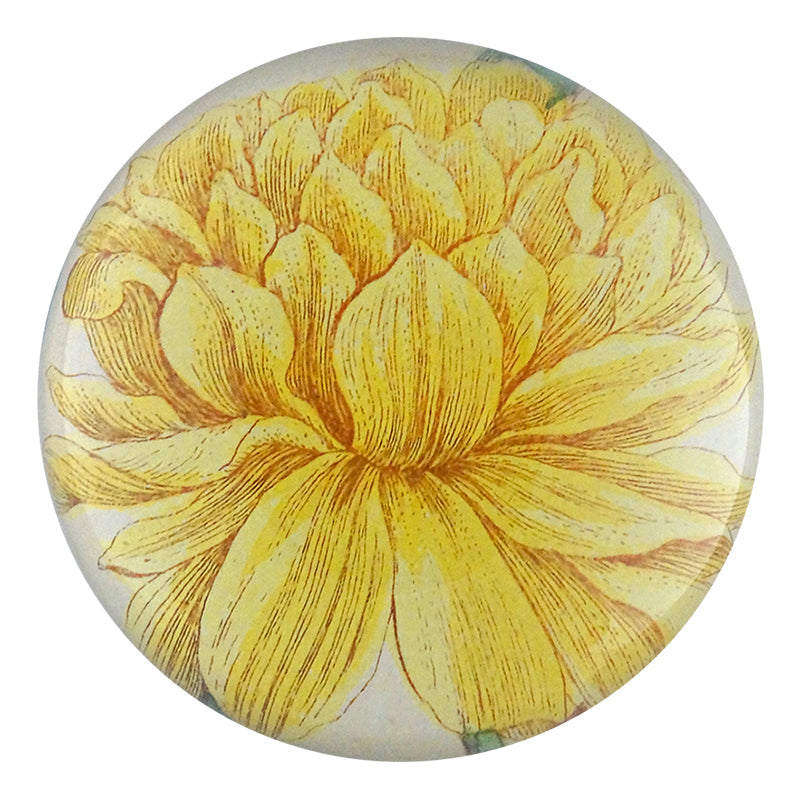 Yellow Narcissus (on Stem)