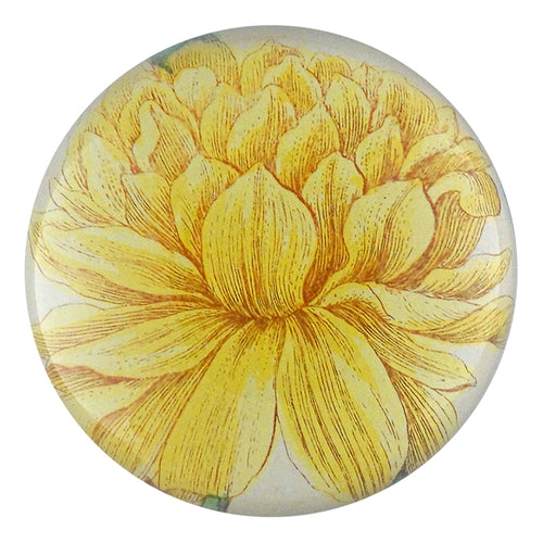 Yellow Narcissus (on Stem)