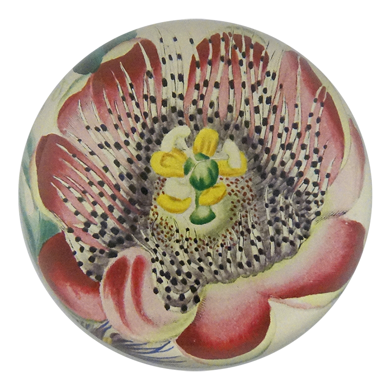 Passion Flower Open