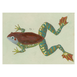Figure 1 (Frog)