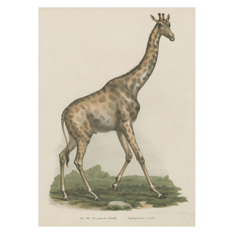 Giraffe