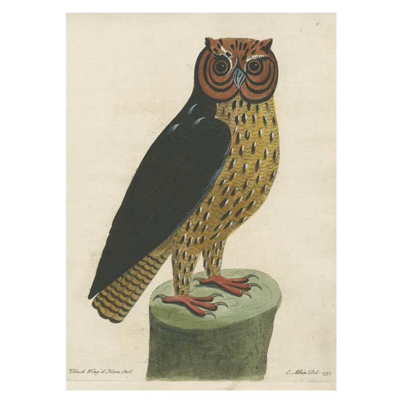 Black Wing'd Horned Owl five inch by 7 inch folded card that comes with envelopes