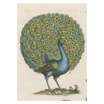 Coy Peacock