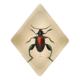 Sagra Beetle