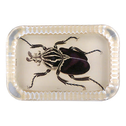 Goliath Beetle - FINAL SALE