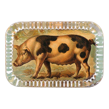 Pig on Farm