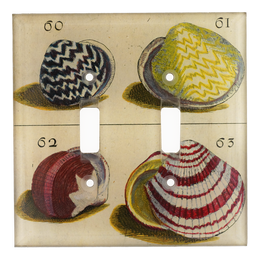 Shells #60