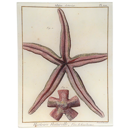 Starfish Pl. 120 (Asterias) - FINAL SALE
