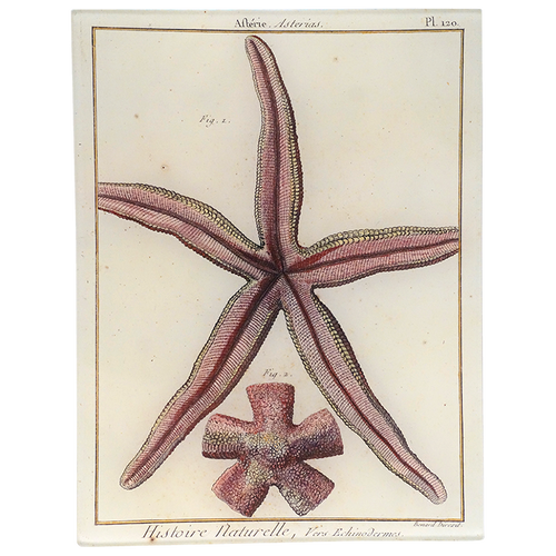 Starfish Pl. 120 (Asterias)